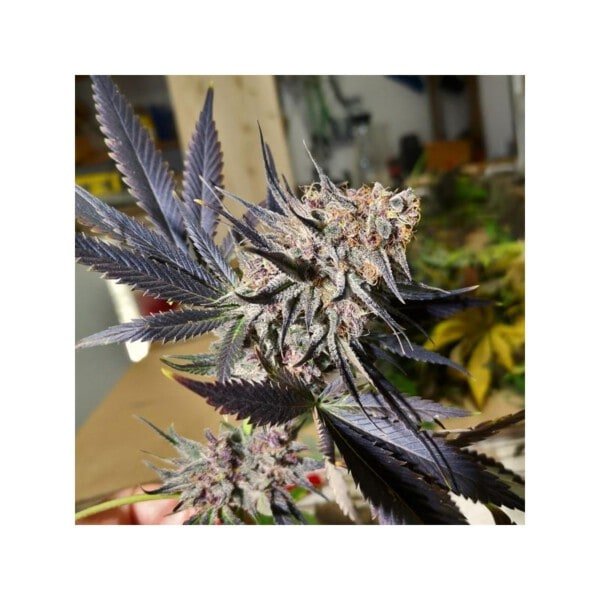 Dutch-Passion-Blueberry-Feminized-Cannabis-Seeds-Annibale-Seedshop-2