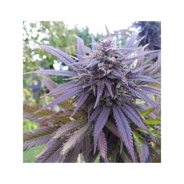 Dutch-Passion-Blueberry-Feminized-Cannabis-Seeds-Annibale-Seedshop-4