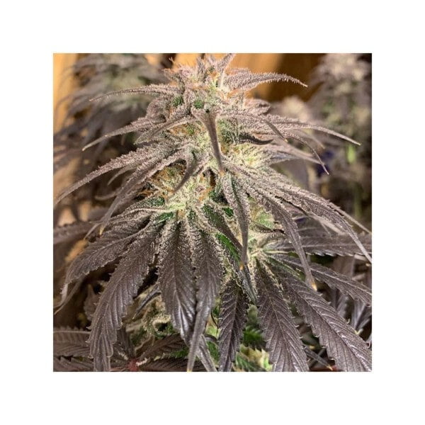 Dutch-Passion-Bubba-Island-Kush-Feminized-Cannabis-Seeds-Annibale-Seedshop-1