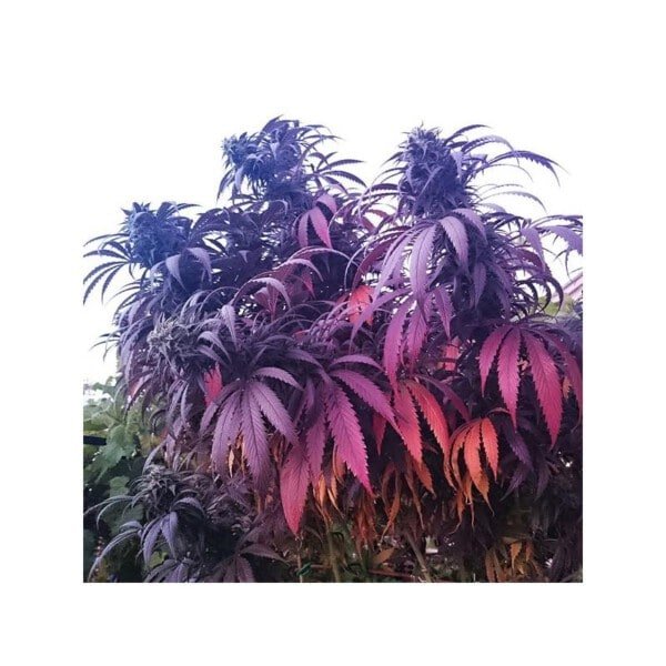 Dutch-Passion-Bubba-Island-Kush-Feminized-Cannabis-Seeds-Annibale-Seedshop-2