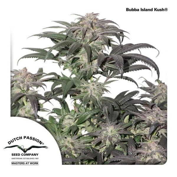 Dutch-Passion-Bubba-Island-Kush-Feminized-Cannabis-Seeds-Annibale-Seedshop