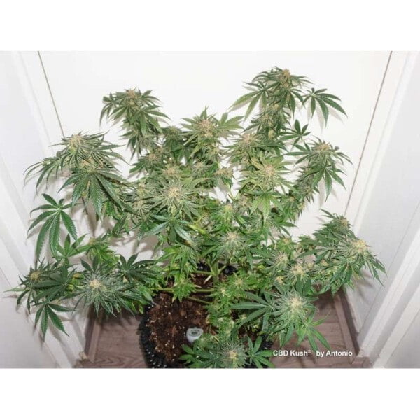 Dutch-Passion-CBD-Kush-Feminized-Cannabis-Seeds-Annibale-Seedshop-1