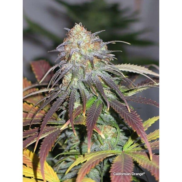 Dutch-Passion-Californian-Orange-Feminized-Cannabis-Seeds-Annibale-Seedshop-1