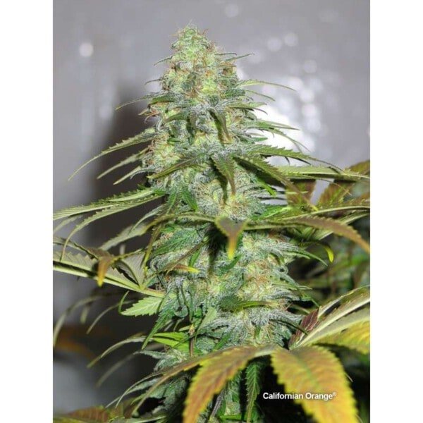 Dutch-Passion-Californian-Orange-Feminized-Cannabis-Seeds-Annibale-Seedshop-2