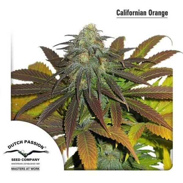 Dutch-Passion-Californian-Orange-Feminized-Cannabis-Seeds-Annibale-Seedshop
