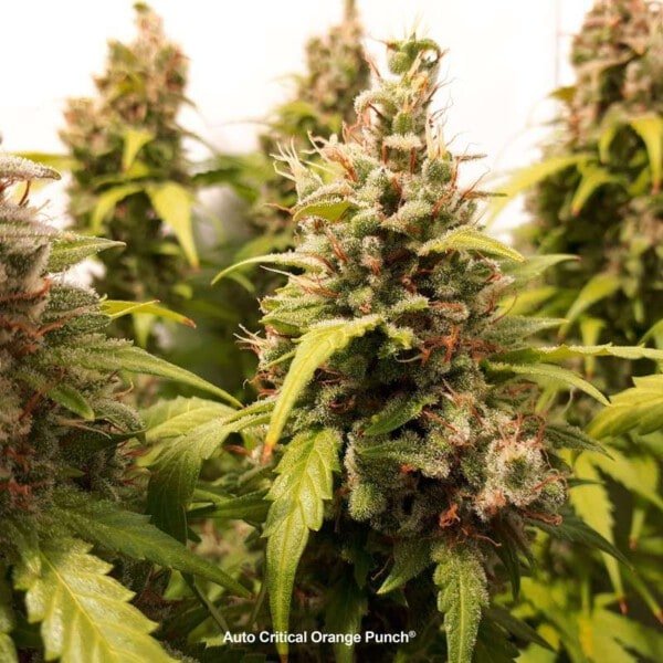 Dutch-Passion-Critical-Orange-Punch-Auto-Feminized-Cannabis-Seeds-Annibale-Seedshop-3