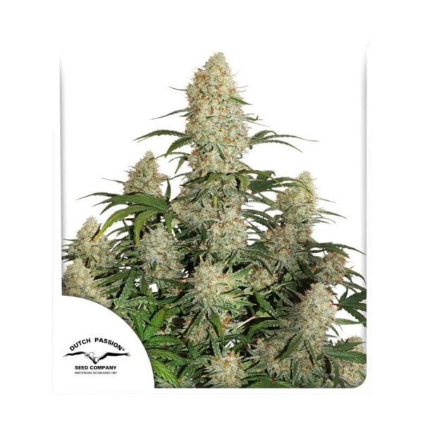 Dutch-Passion-Critical-Orange-Punch-Auto-Feminized-Cannabis-Seeds-Annibale-Seedshop