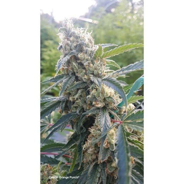 Dutch-Passion-Critical-Orange-Punch-Feminized-Cannabis-Seeds-Annibale-Seedshop-1