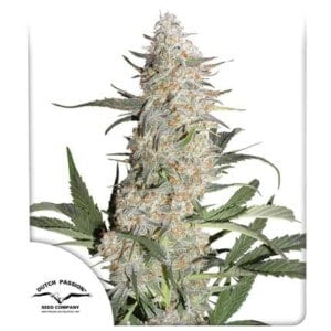 Dutch-Passion-Critical-Orange-Punch-Feminized-Cannabis-Seeds-Annibale-Seedshop