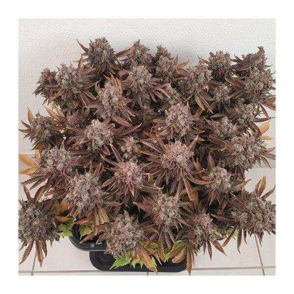 Dutch-Passion-Critical-Orange-Punch-Feminized-Cannabis-Seeds-Annibale-Seedshop-4