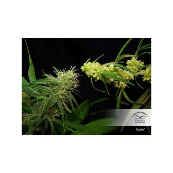 Dutch-Passion-Desfran-Feminized-Cannabis-Seeds-Annibale-Seedshop-1