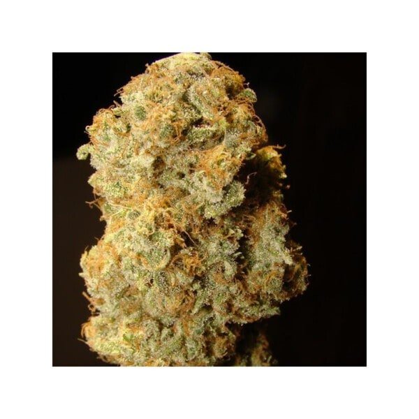 Dutch-Passion-Desfran-Feminized-Cannabis-Seeds-Annibale-Seedshop-2