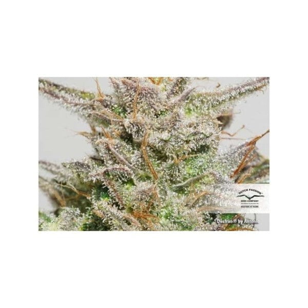 Dutch-Passion-Desfran-Feminized-Cannabis-Seeds-Annibale-Seedshop-3