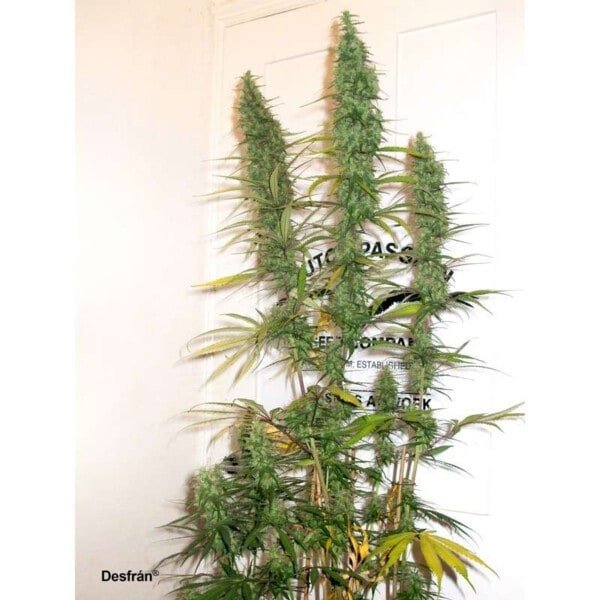 Dutch-Passion-Desfran-Feminized-Cannabis-Seeds-Annibale-Seedshop-4