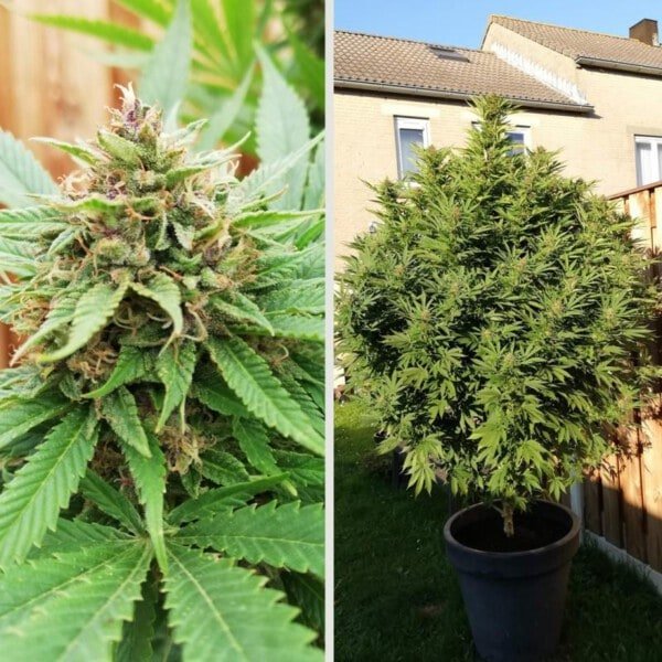 Dutch-Passion-Durban-Poison-Feminized-Cannabis-Seeds-Annibale-Seedshop-1