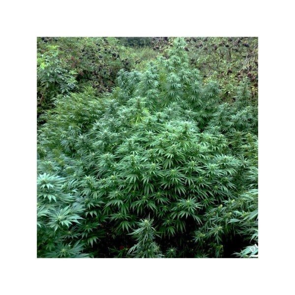 Dutch-Passion-Durban-Poison-Feminized-Cannabis-Seeds-Annibale-Seedshop-2