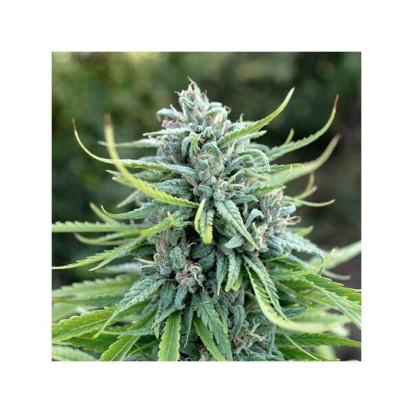 Dutch-Passion-Durban-Poison-Feminized-Cannabis-Seeds-Annibale-Seedshop-3