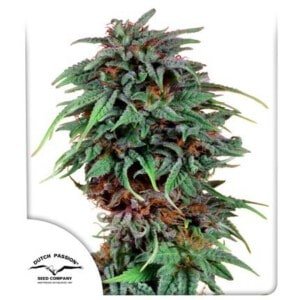 Dutch-Passion-Durban-Poison-Feminized-Cannabis-Seeds-Annibale-Seedshop