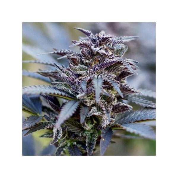 Dutch-Passion-Durban-Poison-Feminized-Cannabis-Seeds-Annibale-Seedshop-4