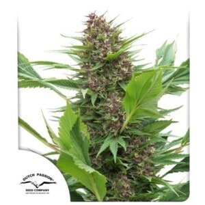 Dutch-Passion-Frisian-Duck-Feminized-Cannabis-Seeds-Annibale-Seedshop