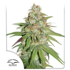 Dutch-Passion-Glueberry-OG-Feminized-Cannabis-Seeds-Annibale-Seedshop