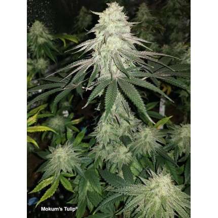 Mokum's Tulip Feminized - Dutch Passion - Annibale Seedshop