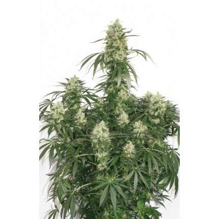 Dutch-Passion-The-Ultimate-Feminized-Cannabis-Seeds-Annibale-Seedshop-1