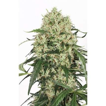 Dutch-Passion-The-Ultimate-Feminized-Cannabis-Seeds-Annibale-Seedshop-2