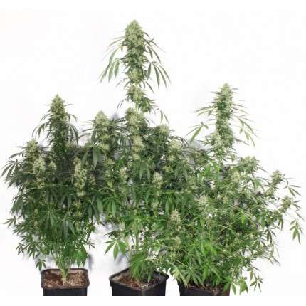 Dutch-Passion-The-Ultimate-Feminized-Cannabis-Seeds-Annibale-Seedshop-3