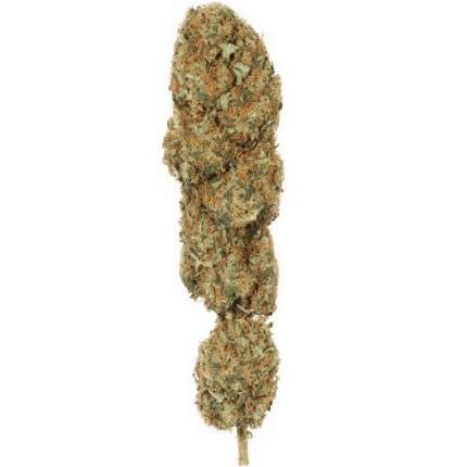 Dutch-Passion-The-Ultimate-Feminized-Cannabis-Seeds-Annibale-Seedshop-4