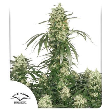 Dutch-Passion-The-Ultimate-Feminized-Cannabis-Seeds-Annibale-Seedshop