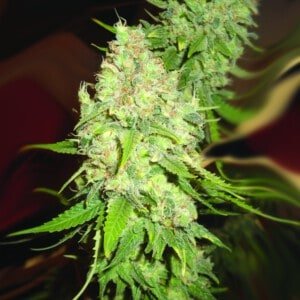Emerald-Triangle-Black-Berry-OG-Feminized-Cannabis-Seeds-Annibale-Seedshop