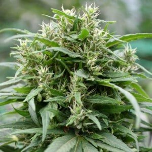 Emerald-Triangle-Blueberry-Gelato-Feminized-Cannabis-Seeds-Annibale-Seedshop