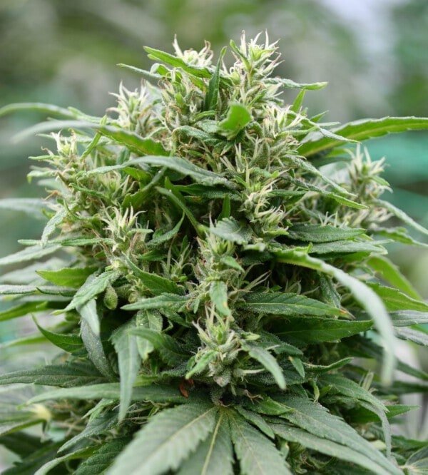 Emerald-Triangle-Blueberry-Gelato-Feminized-Cannabis-Seeds-Annibale-Seedshop