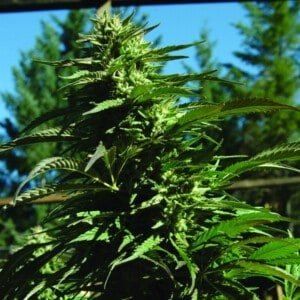 Emerald-Triangle-Blueberry-Headband-Regolar-Cannabis-Seeds-Annibale-Seedshop