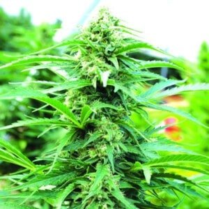 Emerald-Triangle-Cherry-OG-Feminized-Cannabis-Seeds-Annibale-Seedshop