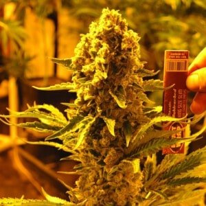 Emerald-Triangle-Critical-707-Feminized-Cannabis-Seeds-Annibale-Seedshop