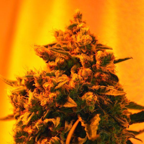 Emerald-Triangle-Critical-Sour-DIesel-Feminized-Cannabis-Seeds-Annibale-Seedshop