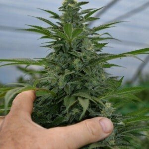 Emerald-Triangle-Critical-Strawberry-Banana-Feminized-Cannabis-Seeds-Annibale-Seedshop