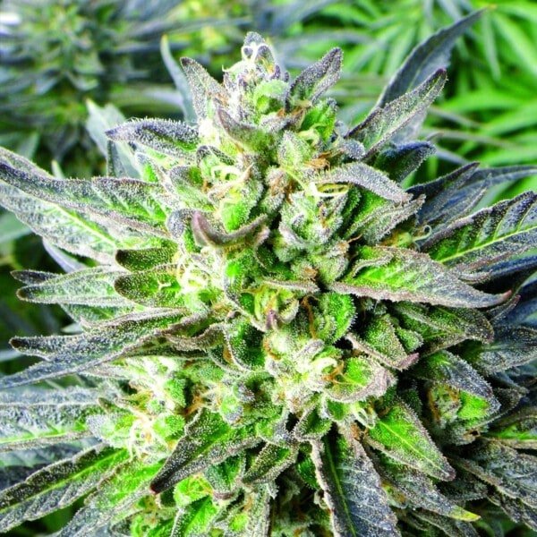 Emerald-Triangle-Grapefruit-Krush-Feminized-Cannabis-Seeds-Annibale-Seedshop