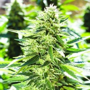 Emerald-Triangle-Lemon-Diesel-Feminized-Cannabis-Seeds-Annibale-Seedshop