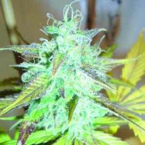 Emerald-Triangle-Lemon-Haze-Autoflowering-Feminized-Cannabis-Seeds-Annibale-Seedshop