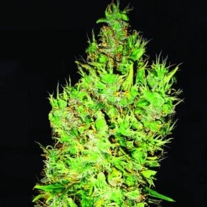 Emerald-Triangle-OG-Critical-Feminized-Cannabis-Seeds-Annibale-Seedshop