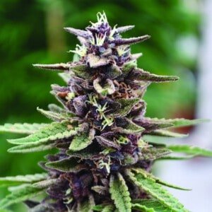 Emerald-Triangle-Royal-Purple-Kush-Feminized-Cannabis-Seeds-Annibale-Seedshop