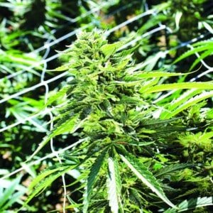 Emerald-Triangle-Sour-Lemon-OG-Feminized-Cannabis-Seeds-Annibale-Seedshop