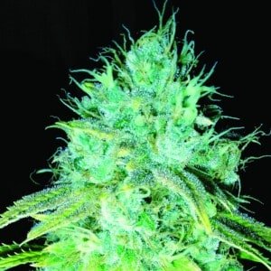 Emerald-Triangle-Sour-Puss-Feminized-Cannabis-Seeds-Annibale-Seedshop