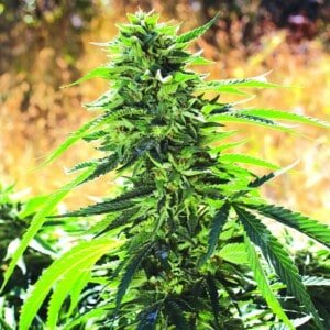 Emerald-Triangle-Super-Sour-OG-Feminized-Cannabis-Seeds-Annibale-Seedshop