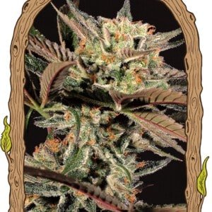 Exotic-Seeds-Amnesia-_7-Feminized-Cannabis-Seeds-Annibale-Seedshop