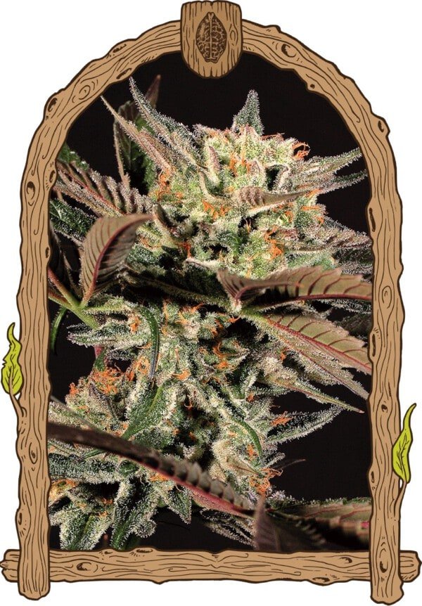 Exotic-Seeds-Amnesia-_7-Feminized-Cannabis-Seeds-Annibale-Seedshop