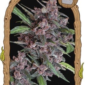 Exotic-Seeds-Black-Lemon-Autoflowering-Feminized-Cannabis-Seeds-Annibale-Seedshop